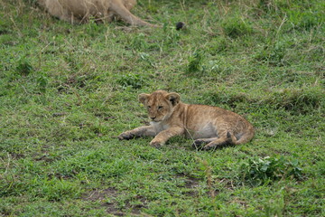 little lion cub lying on the grass in the serengeti in Tanzania, leo,
