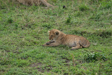 little lion cub lying on the grass in the serengeti in Tanzania, leo,