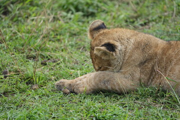 Adorable Lion Cub Portrait in Serengeti National Park, Tanzania