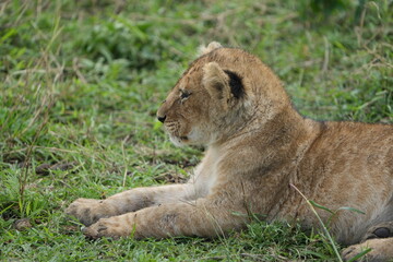 Adorable Lion Cub Portrait in Serengeti National Park, Tanzania