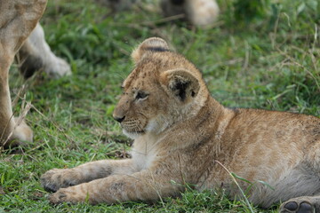 Adorable Lion Cub Portrait in Serengeti National Park, Tanzania