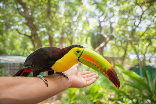 Close-up of a keel-billed toucan perched on a person's arm in the jungle, Coxen Hole, Roatan, Honduras