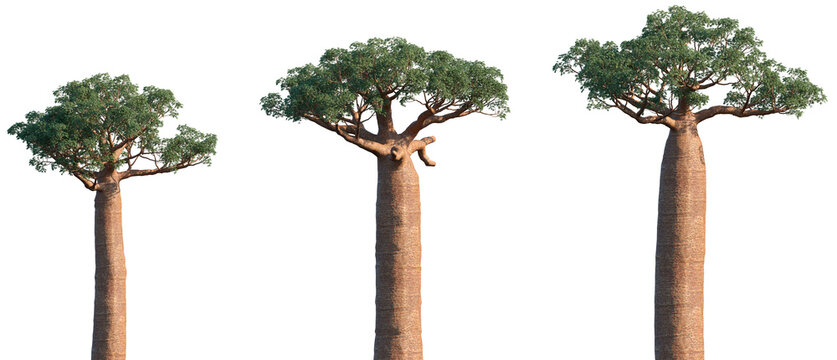 Set of Adansonia digitata (the African baobab) frontal isolated png on a transparent background perfectly cutout
