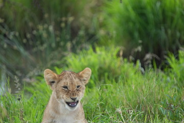 lion cub in the grass of the serengeti national park tanzania yawning cute wallpaper