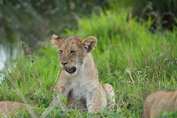 lion cub in the grass of the serengeti national park tanzania yawning cute wallpaper