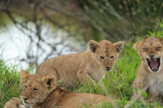 two little lion cubs playing in the grass of the serengeti national park tanzania, close up idyllic and cute wallpaper