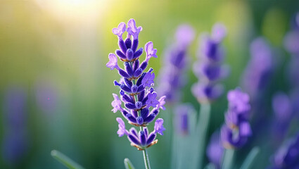 Obraz premium Lavender Close-up in Foreground, Bright Blurry macro Background for Copy Space.