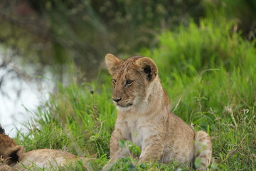 portrait of a baby lion standing in the grass in the serengeti national park, sitting up, cute little lion cub wallpaper close up