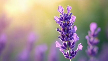 Obraz premium Lavender Close-up in Foreground, Bright Blurry macro Background for Copy Space.