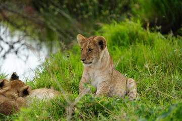 Fototapeta premium portrait of a baby lion standing in the grass in the serengeti national park, sitting up, cute little lion cub wallpaper close up