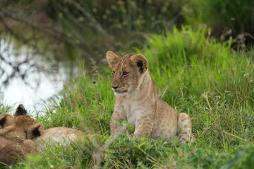 portrait of a baby lion standing in the grass in the serengeti national park, sitting up, cute little lion cub wallpaper close up