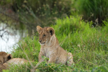 portrait of a small little lion cub with green background sitting up cute in the serengeti national park