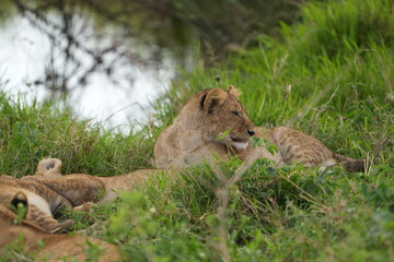 portrait of a lion cub laying in the grass of the serengeti national park, wallpaper cute