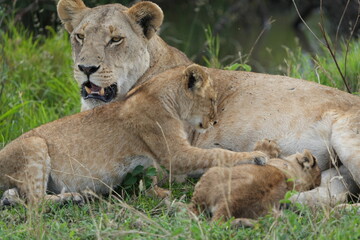 Obraz premium Lioness resting with cubs in African savanna grass