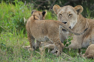 Fototapeta premium Lioness resting with cubs in African savanna grass