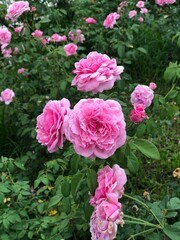 pink roses in garden