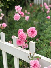 pink roses in a garden