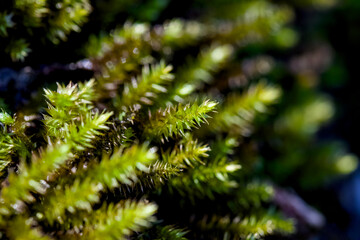 close up of a pine tree
