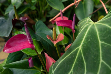 Bright pink Anthurium andraeanum flowers, variety Arizona, with purple and yellow spadices, surrounded by glossy green leaves in a natural setting