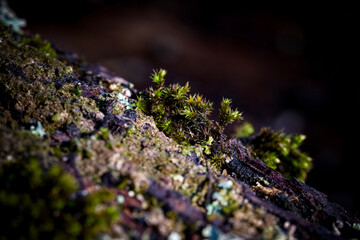 moss on the stone and tree