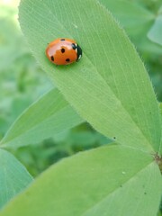 Coccinella septempunctata on green leaf or seven-spot ladybird sitting on green leaf 