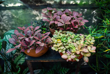 A vibrant display of three Fittonia varieties in terracotta pots: Fittonia verschaffeltii 'Red'...