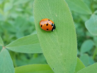 Coccinella septempunctata on green leaf or seven-spot ladybird sitting on green leaf 