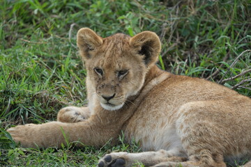 portrait headshot of a baby lion in the serengeti national park, fluffy lion cub
