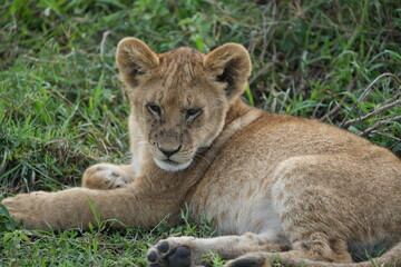 Fototapeta premium portrait headshot of a baby lion in the serengeti national park, fluffy lion cub