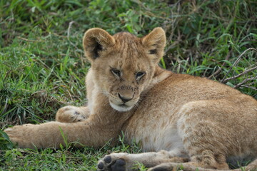 portrait headshot of a baby lion in the serengeti national park, fluffy lion cub