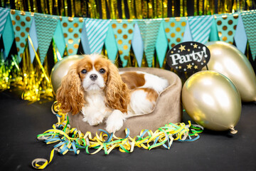 Haustier Hund Cavalier King Charles Spaniel liegt Party Silvester mit Luftballons und Luftschlangen