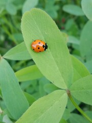 Coccinella septempunctata on green leaf or seven-spot ladybird sitting on green leaf 