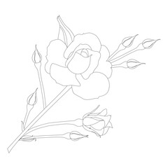 Rose Flower Line Art Vector Illustrationm