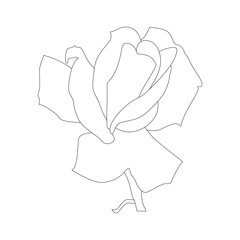 Rose Flower Line Art Vector Illustrationmmm