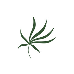 leaf isolated on white background