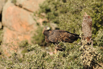 aguila real adulta en la sierra abulense.Avila.España