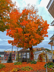 Vibrant Orange Autumn Tree with a Gazebo and Leaf-Covered Ground in a Small Town Setting