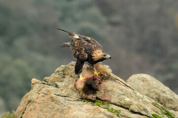 agiula real con un tejón en la sierra abulense © Juan Pablo Fuentes S
