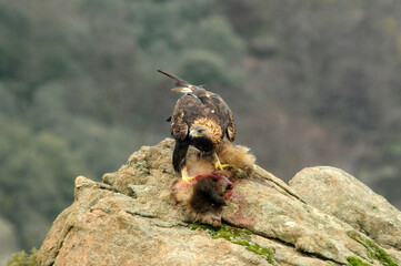 agiula real con un tejón en la sierra abulense © Juan Pablo Fuentes S
