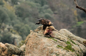 agiula real con un tejón en la sierra abulense © Juan Pablo Fuentes S