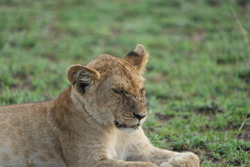 Fototapeta premium head shot portrait of a lion cub