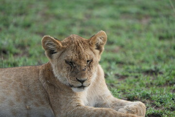 Fototapeta premium portrait of a young sleepy lion cub, head shot, in the serengeti national park