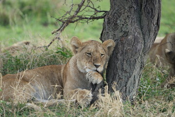 Thoughtful Lion Resting Against a Tree in Serengeti National Park, Tanzania