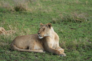 Fototapeta premium lion in the grass in the serengeti national park tanzania