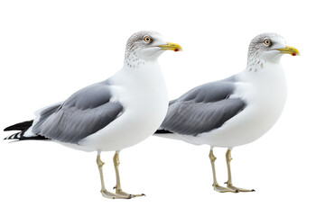 Obraz premium Seagulls Isolated on a transparent Background Perfect for Nature and Wildlife Illustrations