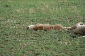 sleeping lion in the serengeti national park after a good meal