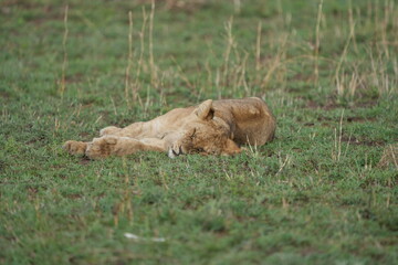 sleeping lion in the serengeti national park after a good meal