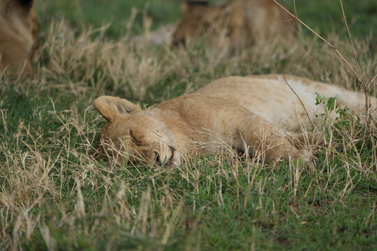 portrait of a lioness sleeping in the grass of the serengeti national park after eating too much