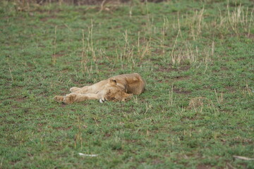 sleeping lion cub in the grass of the serengeti national park