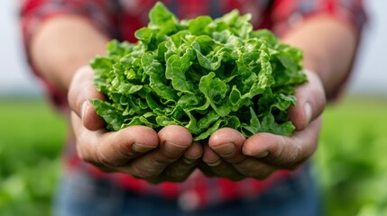 A person holding a bunch of lettuce in their hands